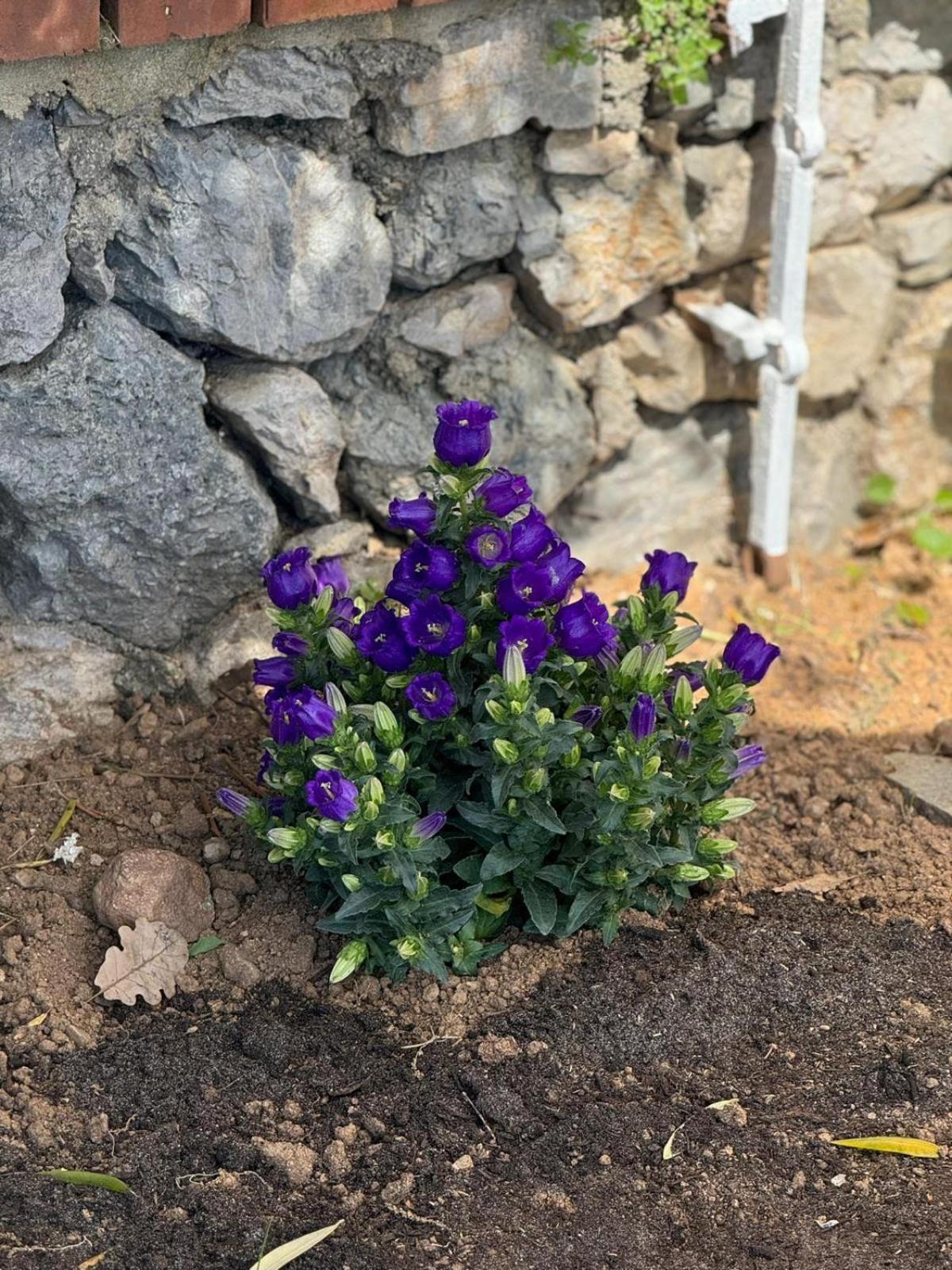萨沃纳Bellavista别墅 外观 照片